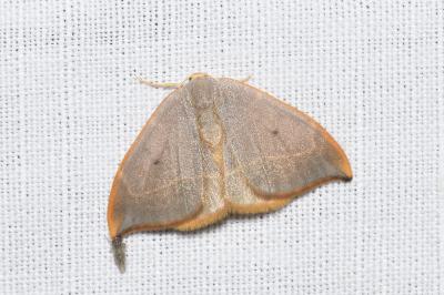 <i>Watsonalla binaria</i>