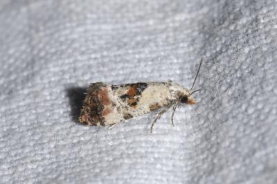 <i>Cochylis hybridella</i>
