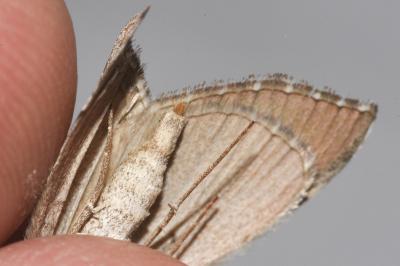 <i>Aplocera plagiata</i>