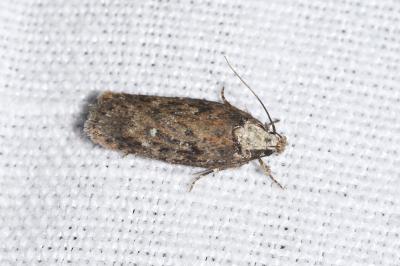 <i>Depressaria douglasella</i>