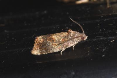 <i>Ditula angustiorana</i>