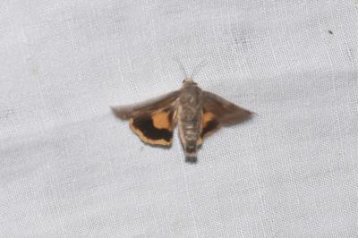<i>Noctua janthe</i>