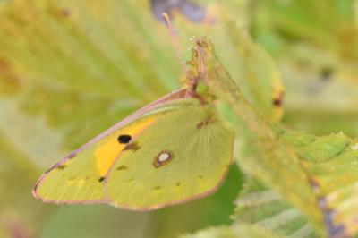 <i>Colias crocea</i>