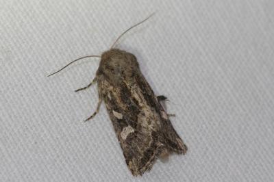 <i>Luperina dumerilii</i>