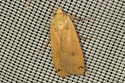 <i>Noctua pronuba</i>