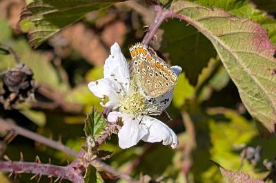 <i>Aricia agestis</i>