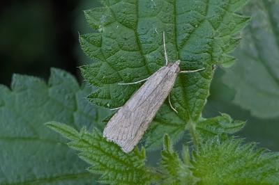 <i>Nomophila noctuella</i>