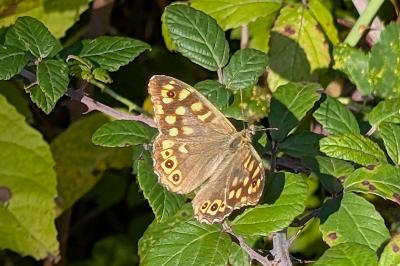 <i>Pararge aegeria</i>