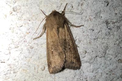 <i>Mythimna albipuncta</i>