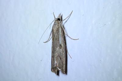 <i>Agriphila geniculea</i>