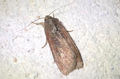 <i>Peridroma saucia</i>