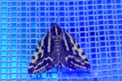 <i>Emmelia trabealis</i>