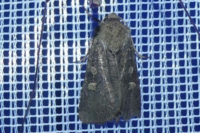 <i>Xestia xanthographa</i>