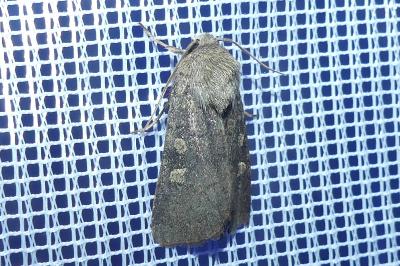 <i>Xestia xanthographa</i>