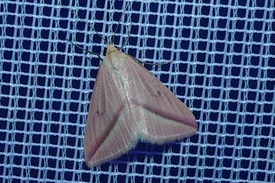 <i>Rhodometra sacraria</i>