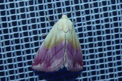 <i>Eublemma purpurina</i>