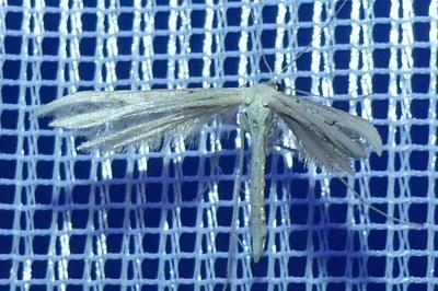<i>Pterophorus</i>