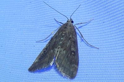 <i>Parapoynx stratiotata</i>