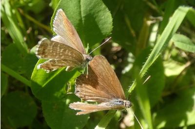 <i>Cacyreus marshalli</i>
