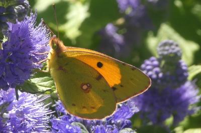 <i>Colias crocea</i>