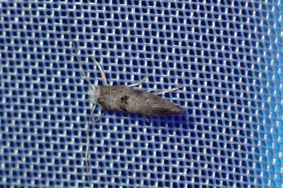 <i>Paraswammerdamia albicapitella</i>
