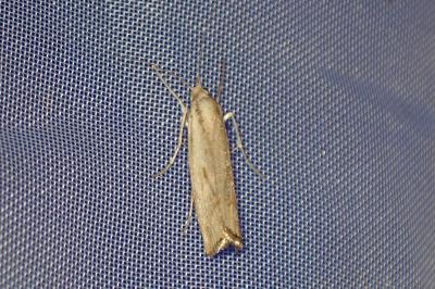 <i>Agriphila inquinatella</i>