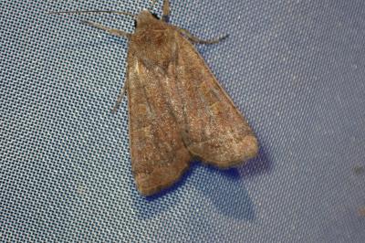 <i>Xestia xanthographa</i>