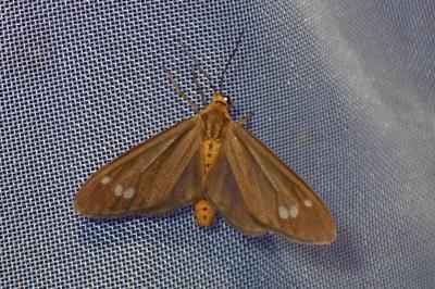 <i>Dysauxes ancilla</i>