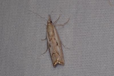 <i>Agriphila geniculea</i>