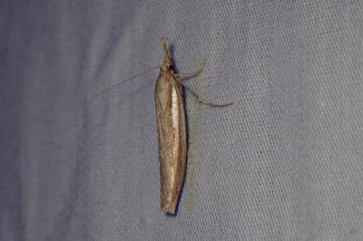 <i>Agriphila tristella</i>