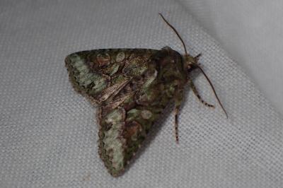 <i>Dryobotodes roboris</i>