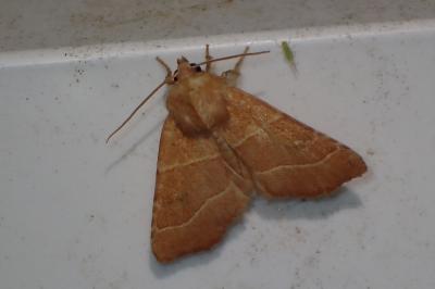 <i>Atethmia centrago</i>