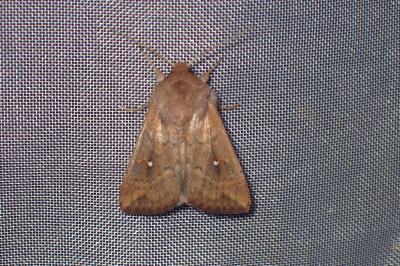 <i>Mythimna albipuncta</i>