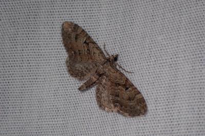 <i>Eupithecia pusillata</i>