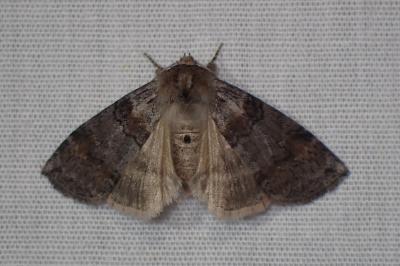 <i>Cymatophorina diluta</i>