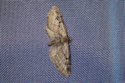 <i>Eupithecia ericeata</i>