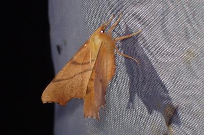 <i>Ennomos fuscantaria</i>