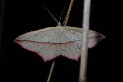 <i>Timandra comae</i>