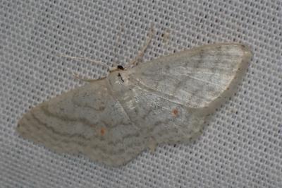 <i>Idaea subsericeata</i>