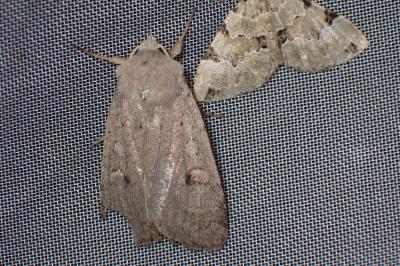 <i>Xestia castanea</i>
