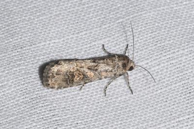 <i>Spodoptera exigua</i>