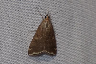 <i>Loxostege sticticalis</i>