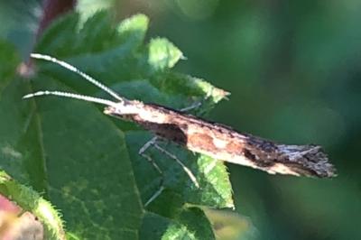 <i>Plutella xylostella</i>