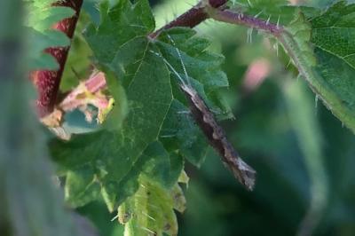<i>Plutella xylostella</i>