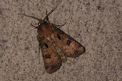 <i>Agrotis segetum</i>