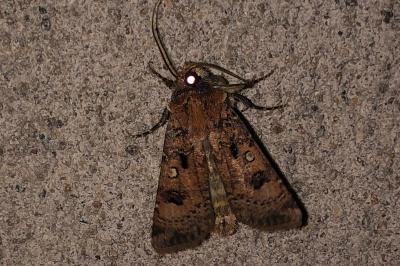 <i>Agrotis segetum</i>