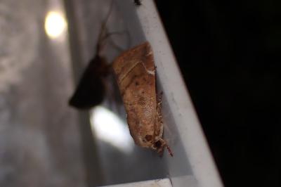 <i>Cosmia affinis</i>