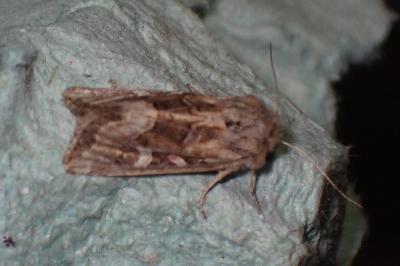 <i>Luperina dumerilii</i>