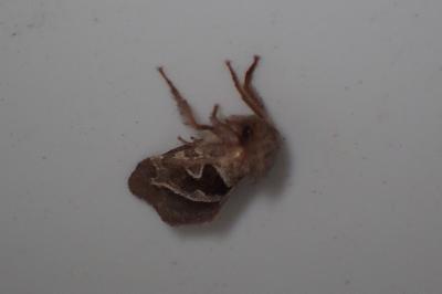 <i>Triodia sylvina</i>