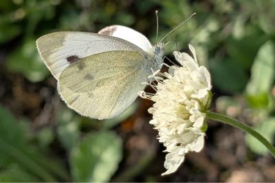<i>Pieris mannii</i>